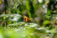 Charaxes