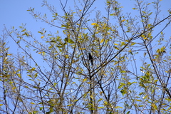 Chalcomitra amethystina