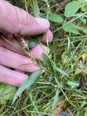 Persicaria minor