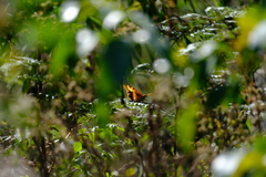 Charaxes