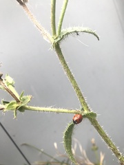 Coccinella septempunctata