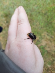 Bombus confusus