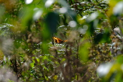 Charaxes