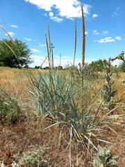 Leymus racemosus