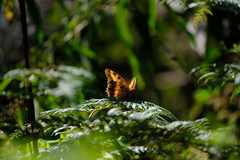 Charaxes