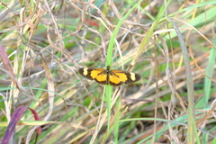Acraea