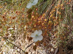Drosera planchonii