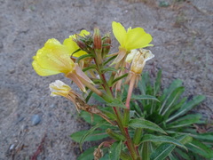 Oenothera oakesiana
