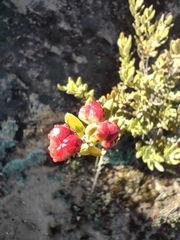 Phylica oleifolia
