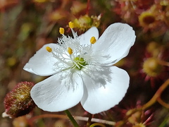 Drosera planchonii