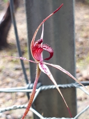 Caladenia reticulata