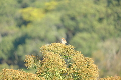 Cisticola tinniens