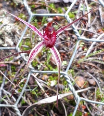 Caladenia reticulata