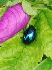 Chrysolina herbacea