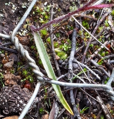 Caladenia reticulata