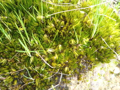 Campylopus introflexus