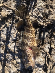 Epinephelus coioides
