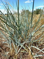 Leymus racemosus
