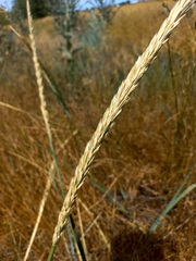 Leymus racemosus