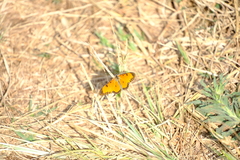 Acraea serena