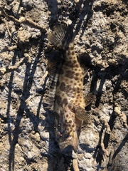 Epinephelus coioides