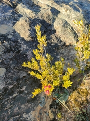 Phylica oleifolia