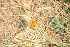 Acraea serena
