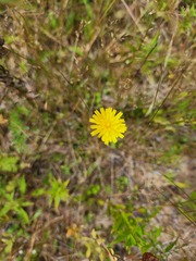 Hieracium lachenalii