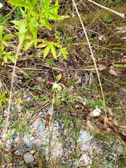 Euphrasia officinalis