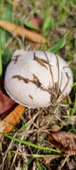 Agaricus campestris