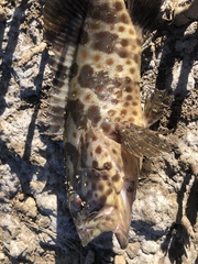 Epinephelus coioides