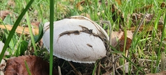 Agaricus campestris