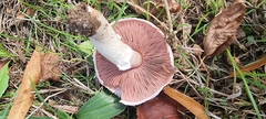 Agaricus campestris