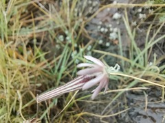 Silene burchellii