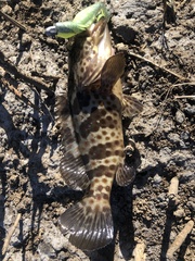 Epinephelus coioides