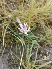 Silene burchellii