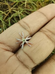 Silene burchellii