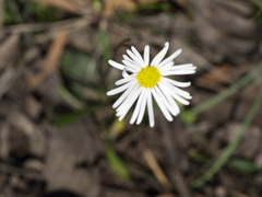 Allittia uliginosa
