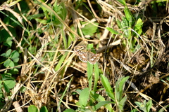 Spialia