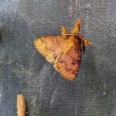 Rhypotoses phloeochroa