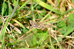Spialia