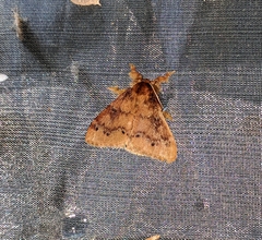 Rhypotoses phloeochroa