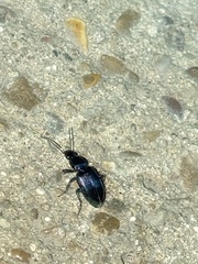 Agonum