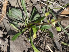 Allittia uliginosa