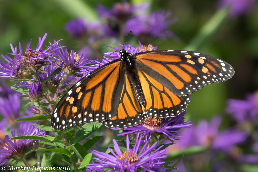 Monarch from Cape May Bird Observation Deck, Lower Township, NJ, USA on ...