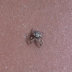 Thorelliola ensifera