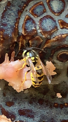 Vespula germanica