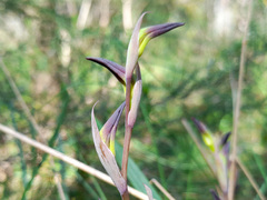 Lyperanthus suaveolens