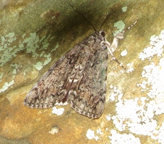 Catocala lacrymosa