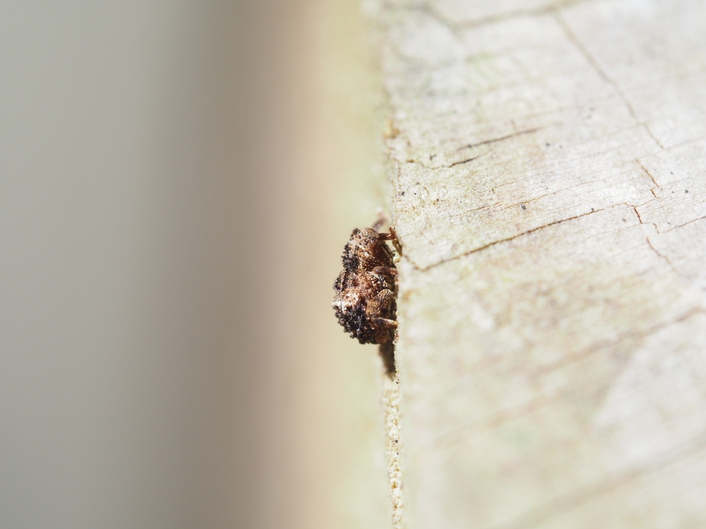 Decilaus medioalbus